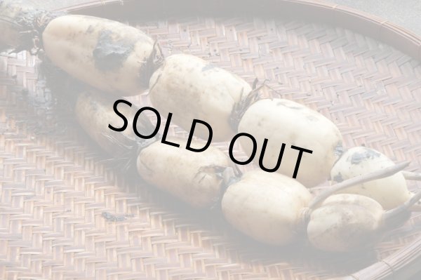 画像2: 【新物】かすみがうら市特産 肉厚でシャキシャキの食感と甘みが特徴  掘りたて れんこん 2Kg(2〜4本) (2)