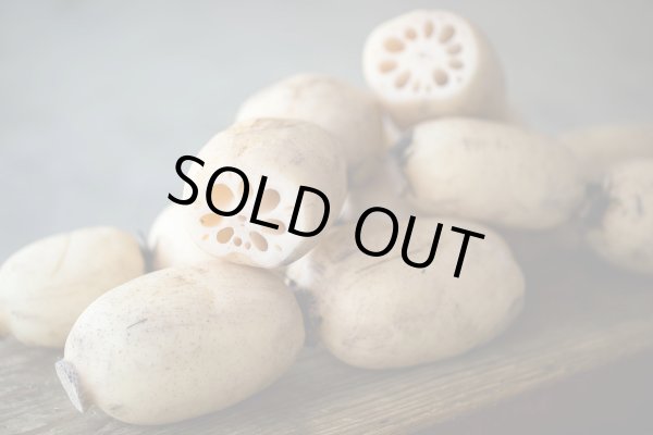 画像3: 【新物】かすみがうら市特産 肉厚でシャキシャキの食感と甘みが特徴  掘りたて れんこん 2Kg(2〜4本) (3)