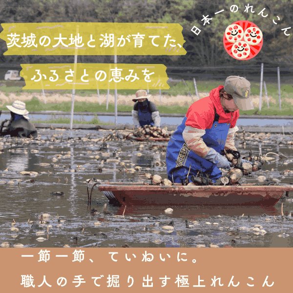 画像2: 茨城県産 掘りたてれんこん 2kg（2〜4本）新鮮 国産 肉厚 シャキシャキ 甘みのある秋冬野菜［産地直送］ (2)