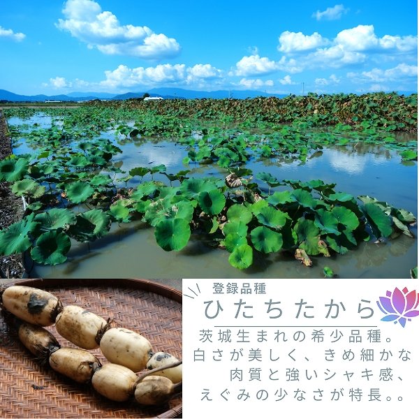 画像3: 茨城県産 掘りたてれんこん 2kg（2〜4本）新鮮 国産 肉厚 シャキシャキ 甘みのある秋冬野菜［産地直送］ (3)