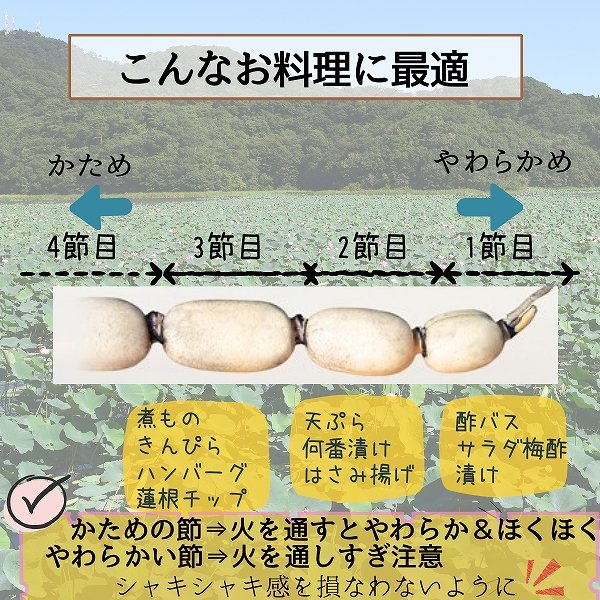 画像5: 茨城県産 掘りたてれんこん 2kg（2〜4本）新鮮 国産 肉厚 シャキシャキ 甘みのある秋冬野菜［産地直送］ (5)